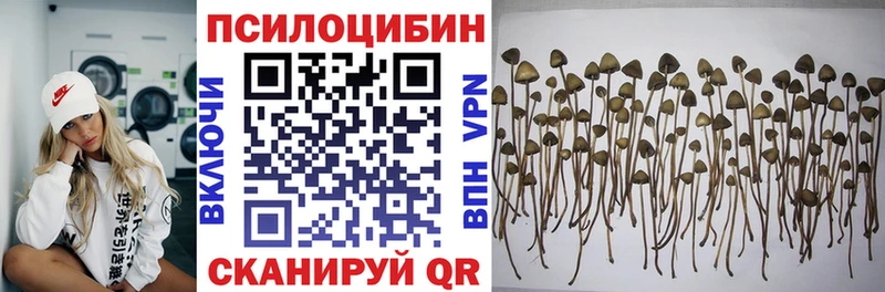 kraken ONION  Черноголовка  Галлюциногенные грибы Psilocybine cubensis 